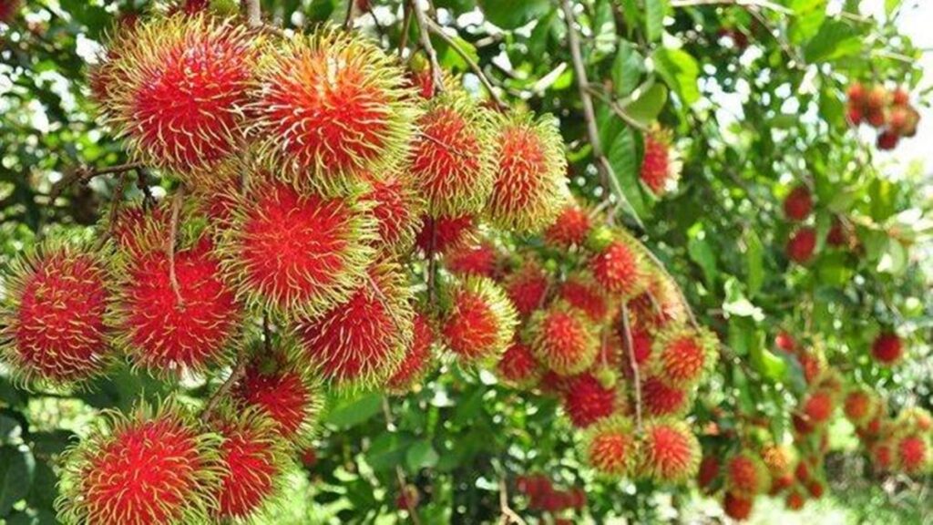 RAMBUTAN