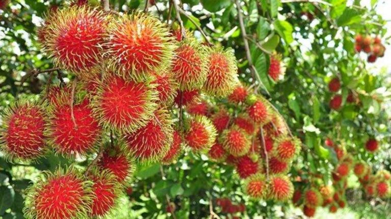 RAMBUTAN